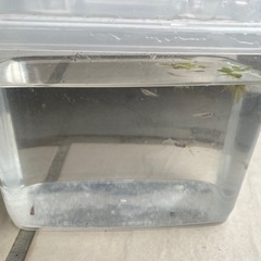 レッドクリフ紅白　メダカ　めだか　稚魚　10匹セット　屋外飼育の画像