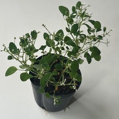 植物　ユーフォルビア　ダイヤモンドスター　②の画像