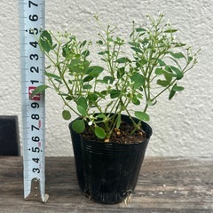 植物　ユーフォルビア　ダイヤモンドスター　②の画像