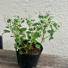 植物　ユーフォルビア　ダイヤモンドスター　②の画像