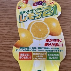 レモンの木の画像