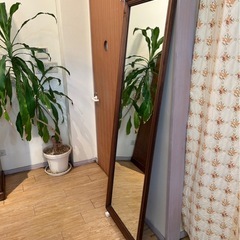 観葉植物　３個セットの画像
