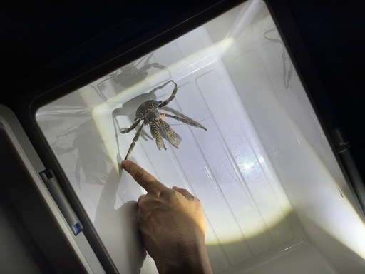 観賞用ヤシガニ