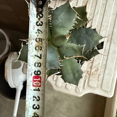 アガベ　インドネシアFO ボールtype 多肉植物　観葉植物の画像