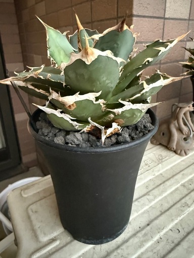 アガベ　インドネシアFO ボールtype 多肉植物　観葉植物