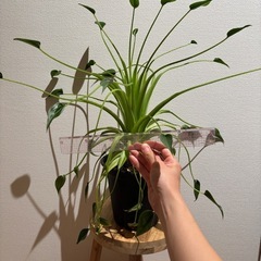 大株！アロカシア　タイニーダンサーの画像