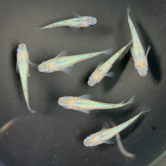 めだか２ペアの画像