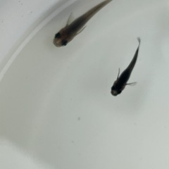 黒いメダカ5匹　成魚の画像