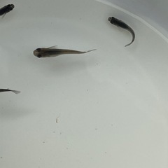 黒いメダカ5匹　成魚の画像