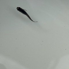 黒いメダカ5匹　成魚の画像
