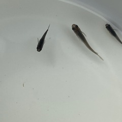 黒いメダカ5匹　成魚の画像