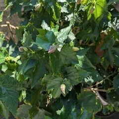 アプチロン 赤 黃 セット さぎ草 オダマキ草 他の画像