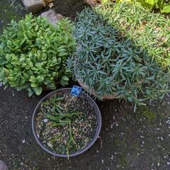アプチロン 赤 黃 セット さぎ草 オダマキ草 他の画像