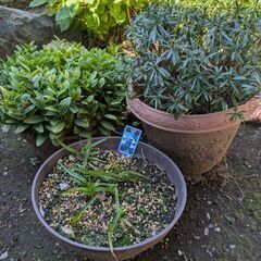アプチロン 赤 黃 セット さぎ草 オダマキ草 他の画像