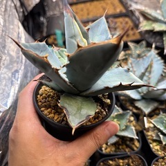 アガベ　ブラック&ブルー実生株　多肉植物　観葉植物の画像