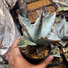 アガベ　ブラック&ブルー実生株　多肉植物　観葉植物の画像