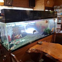 水槽と台と熱帯魚の画像