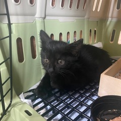 黒猫の子猫🐈‍⬛