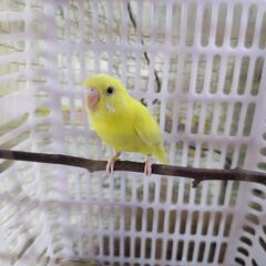 【飼い主探しています】インコを保護しております。