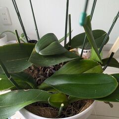 胡蝶蘭5カブの画像