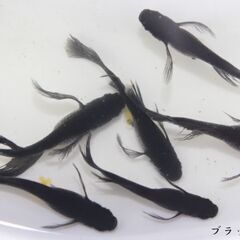ダークブラウンヒレ長メダカ 1ペア - 道の駅にのみやで直売しております。メダカ販売店 亀田養魚 めだかの生産・卸・販売の画像