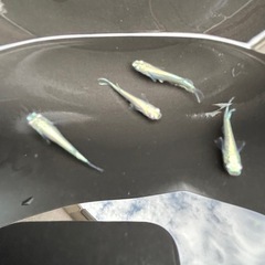 幹之メダカフルボディ２ペアの画像