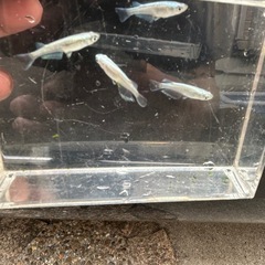 幹之メダカフルボディ２ペアの画像