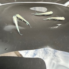 幹之メダカフルボディ２ペアの画像