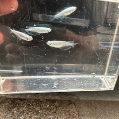 幹之メダカフルボディ２ペアの画像