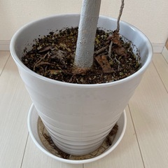 ウンベラータの画像