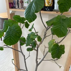 ウンベラータの画像