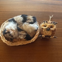 あげますの画像