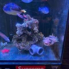 Red  Sea　45cmオーバーフロー水槽の画像