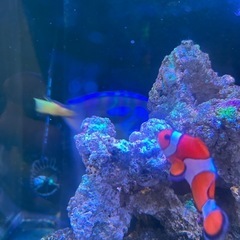 Red  Sea　45cmオーバーフロー水槽の画像