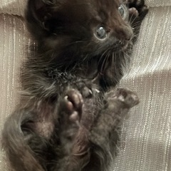【譲渡決まりました】推定１ヶ月のオス猫