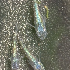 ネプチューンメダカ　6匹　④の画像