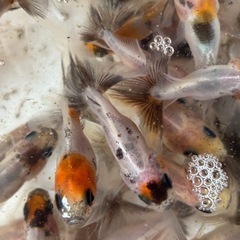 金魚(鈴木系東錦)当歳魚譲渡20250813の画像