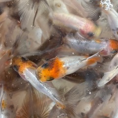金魚(鈴木系東錦)当歳魚譲渡20250813の画像