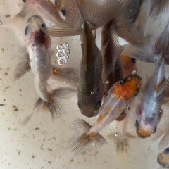 金魚(鈴木系東錦)当歳魚譲渡20250813の画像