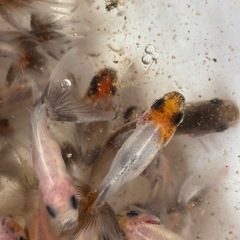 金魚(鈴木系東錦)当歳魚譲渡20250813の画像