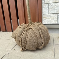 新品 シマトネリコ　植物 木 ガーデニングの画像