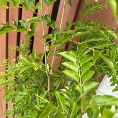 新品 シマトネリコ　植物 木 ガーデニングの画像