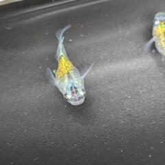 夜閃光ダルマ決定致しました。の画像