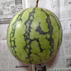 【お取引先決定済】スイカの画像