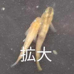 写真と　同程度のメダカ　無料の画像