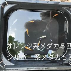写真と　同程度のメダカ　無料の画像
