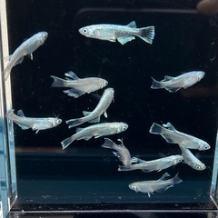 メダカ『レーヴ』12匹　めだかの画像