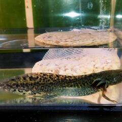 ウーパールーパー8/14限定セールの画像