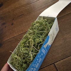 最終値下げ✨️セダム[1L牛乳パック1箱分]の画像