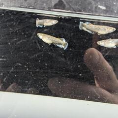 めだか無人販売の画像